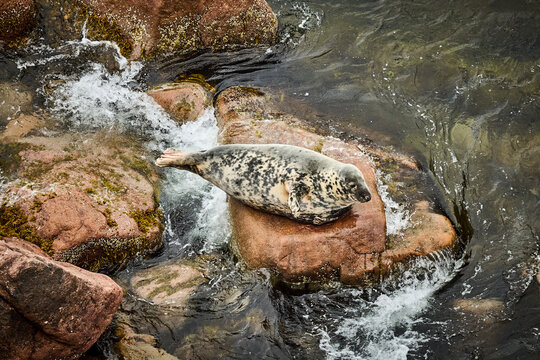 Harbor seal resting on a rock near Pleasant Bay off Cape Breton, Nova Scotia, Canada.