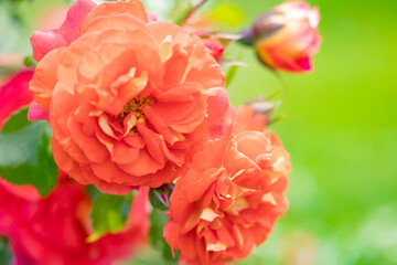 Roses in the rose garden at a local park