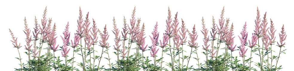 Naklejka premium Set of Astilbe chinensis (commonly known as false goat's beard, tall false-buck's-beard, Chinese astilbe) isolated png on a transparent background perfectly cutout high resolution