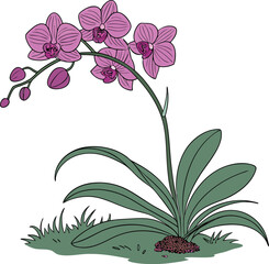 Elegant orchid plant illustration with delicate violet blossoms and lush green leaves