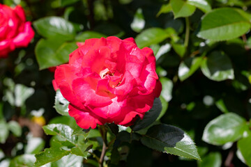 Roses in the rose garden at a local park