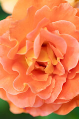 Roses in the rose garden at a local park