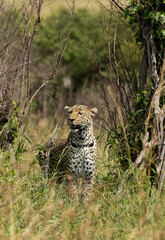 Portrait of a leopard taken in Savannah, Masai Mara, Kenya.