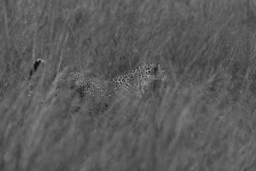 A leopard insdie the tall grasses, Masai Mara, Kenya
