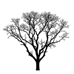 Obraz premium silhouette of a tree