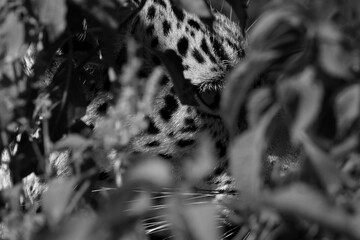 Closeup of a leopard in the bushes at Masai Mara, Kenya.