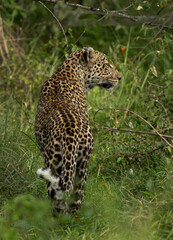 Portrait of a leopard taken while walking in the bushes, Masai Mara.