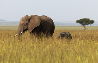 A African elephant with her calf  in Savannah, Masai Mara, Kenya