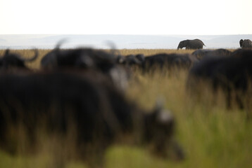 African elephant through the bokeh of cape buffalos at Masai Mara, Kenya