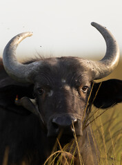 Portrait of a cape Buffalo, Masai Mara, Kenya