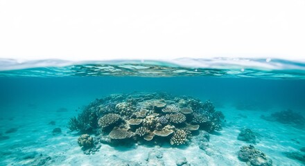 Obraz premium Vibrant coral reef thrives in clear turquoise water bathed in soft sunlight. AI Generated