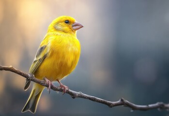 Vibrant yellow bird perched on branch (2)
