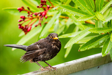neugierige Amsel auf Balkonbrüstung