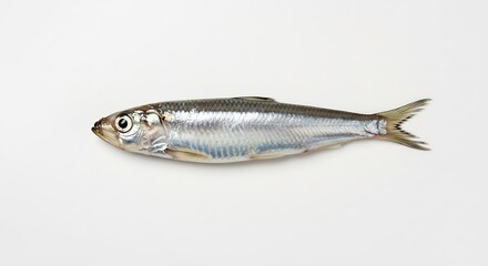 Fototapeta premium Single fresh herring lies flatly showcasing silvery scales under bright studio lighting. AI Generated