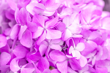 Lilac flowers close up. Bouquet of purple flowers. City flower beds, a beautiful and well-groomed garden with flowering bushes.