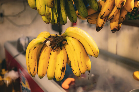 Lakatan Bananas on display at wet Market Manila Philippines January 22 2025 