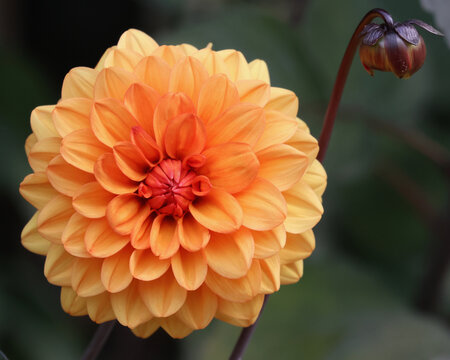 Orange dahlia in bloom with small bud, dark green background - Powered by Adobe