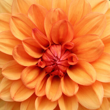 Orange dahlia in bloom, macro