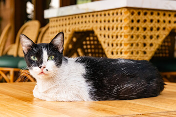 Stray Cat at Greenbelt Mall Manila Philippines 2024 