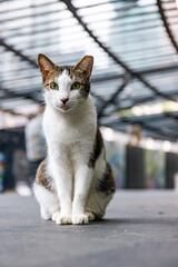 Stray Cat at Greenbelt Mall Manila Philippines 2024 
