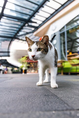 Stray Cat at Greenbelt Mall Manila Philippines 2024 