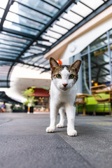 Stray Cat at Greenbelt Mall Manila Philippines 2024 