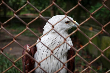 Brahminy kite (Haliastur indus) is  a carnivorous bird found in the Indian subcontinent, Southeast...