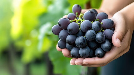 Weathered farmer's hands gripping cluster of ripe, dark black grapes during harvest, highlighting agricultural work and vineyard productivity