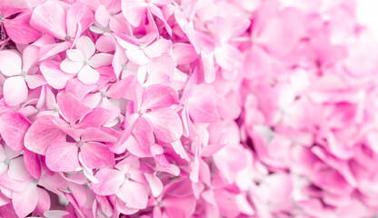 Pink flowers close up. Bouquet of purple flowers. City flower beds, a beautiful and well-groomed garden with flowering bushes.