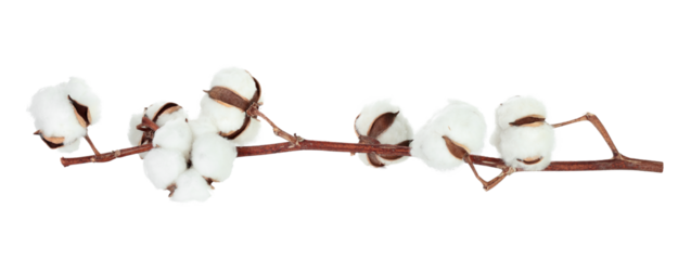 Cotton branch with flowers isolated on transparent background, natural eco friendly plant, dried floral element, mockup template for design and decoration. Full focus photo