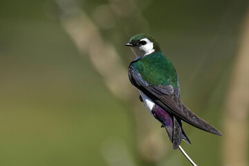 Violet-green Swallow in morning sunshine
