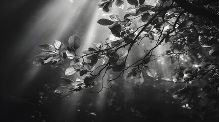 A black-and-white photograph captures the tranquil and mysterious scene of the forest.