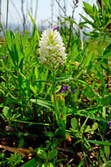 weiße Pyramiden-Hundswurz // white pyramidal orchid (Anacamptis pyramidalis) - Mani, Peloponnes, Griechenland
