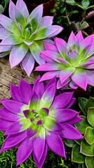 vibrant photo features three stunning succulents with thick, colorful leaves. The plants display a striking blend of purple and green hues, arranged in pots on a rustic wooden surface. Lush greenery s