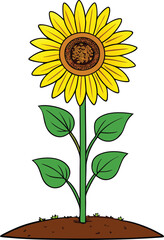 Fototapeta premium Vibrant sunflower in full bloom on a lush green stem