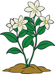 Elegant jasmine flowering plant with white blossoms and soil illustration