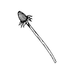Hand-drawn vector botanical illustration of a delicate flower bud on a long stem resembling dandelion or chicory , rendered in black-and-white line art with engraved texture ideal for logos, labels