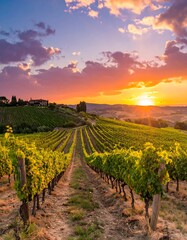 Naklejka premium A breathtaking vineyard landscape at sunset, showcasing rows of lush green grapes against a vibrant sky.