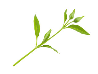 Fototapeta premium Green Leafy Plant Stem