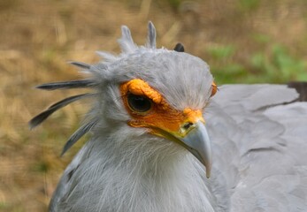 secretarybird