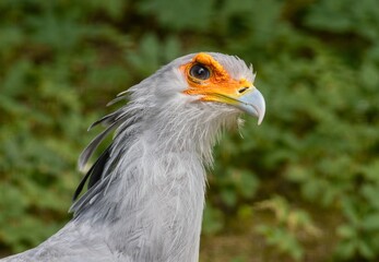 secretarybird