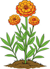 Vibrant marigold plant with detailed orange flowers and lush green leaves