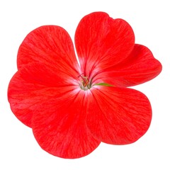 Obraz premium Vibrant close-up of a single, vibrant red geranium flower, showcasing intricate details in its petals against a plain white backdrop.