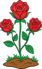 Vibrant red rose plant with multiple blossoms and lush green leaves