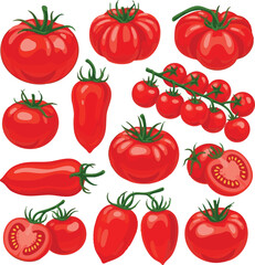  create need kinds of Red Tomato's set illustration victor art on white background.