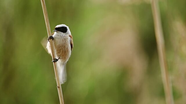 Little Bird Remiz Sits On A Reed And Sings