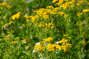 Vibrant Field of Tansy Flowers in Sunlight