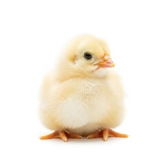 Fototapeta premium Cute Baby Chick