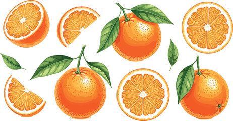 Fresh whole oranges and juicy sliced citrus fruits with green leaves isolated on white background, realistic vibrant food vector illustration