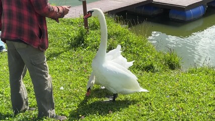 A man feeds two white swans on a summer day. High quality FullHD footage